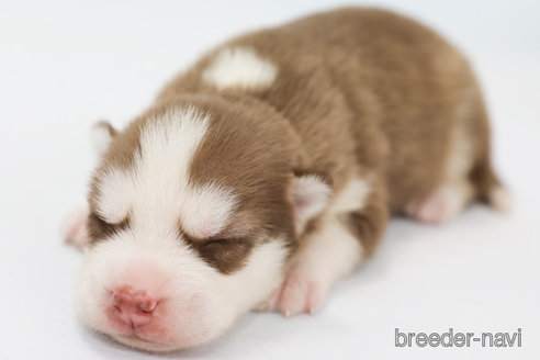 成約済の神奈川県のシベリアンハスキー-336740の7枚目